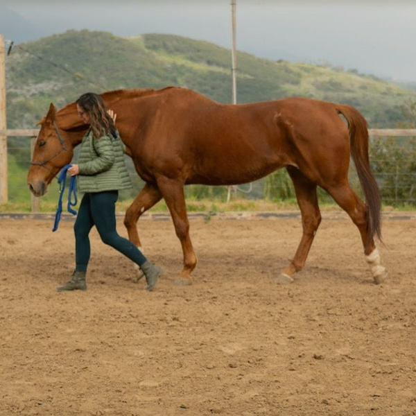Being With Horses