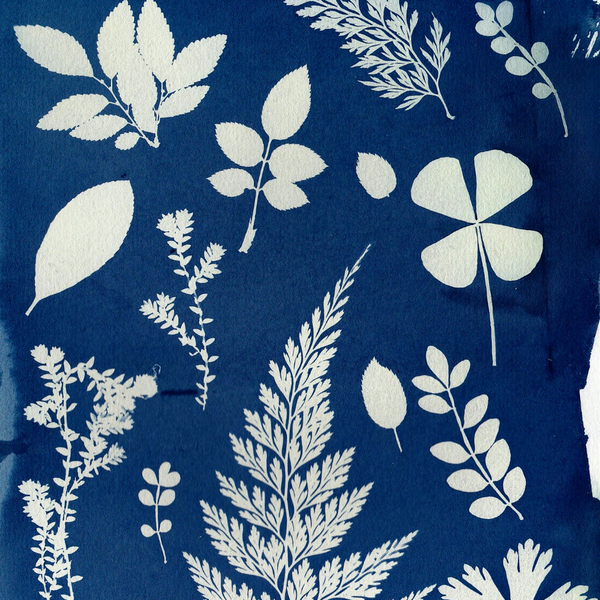 Cyanotype + Tea Blending Workshop