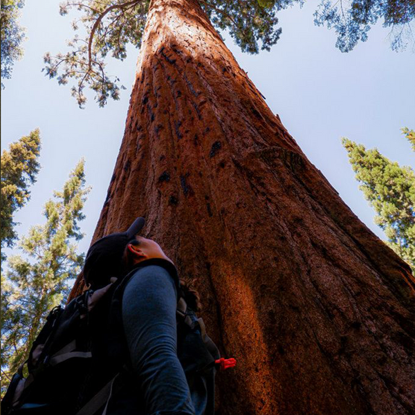 Sequoia Camp Trip