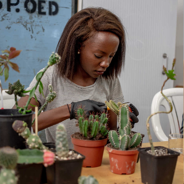 Intro To Cactus Grafting