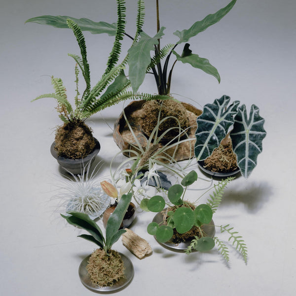 Cloche Terrarium Workshop