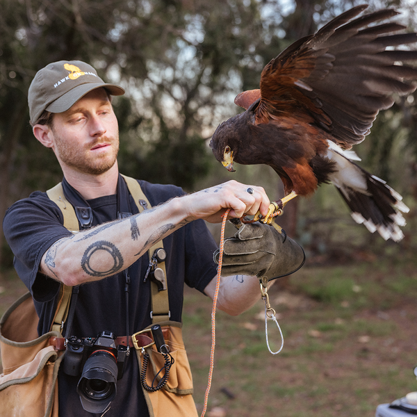 Intro to Falconry