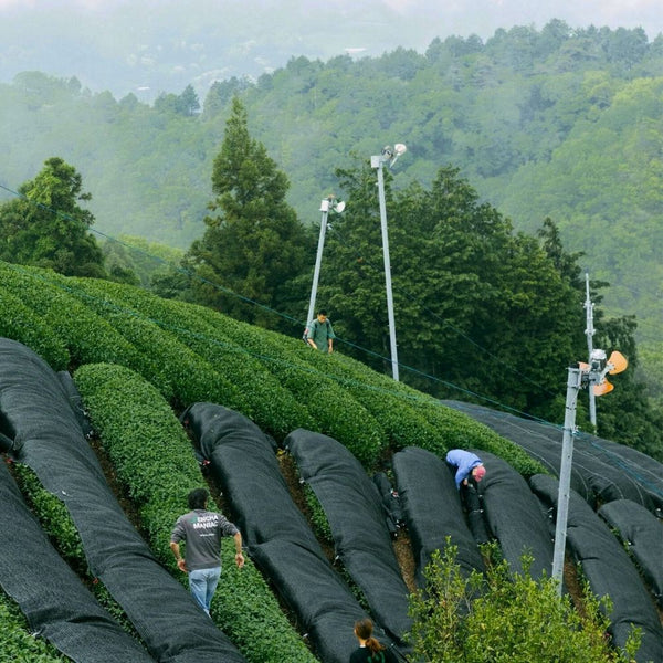 Matcha Tasting & Intro to Japanese Tea Cultivation