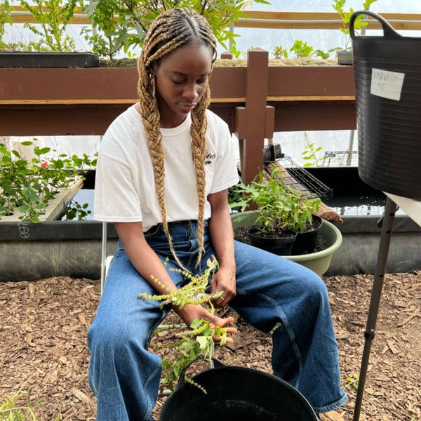 Intro To Aquaponics – Oko Farms