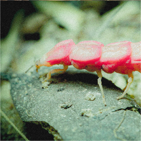 Glowworm Night Hike