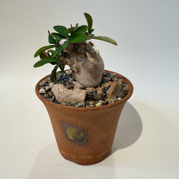 Intro To Plant Staging – LESCSS