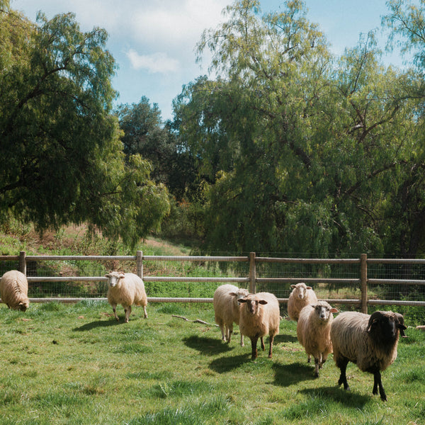 Intro to Wool Processing